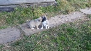 ПРИОБРЕЛИ ЩЕНКОВ ПОМЕСЬ КАВКАЗСКОЙ ОВЧАРКИ/ЩЕНКИ МЕТИСЫ КАВКАЗСКОЙ ОВЧАРКИ