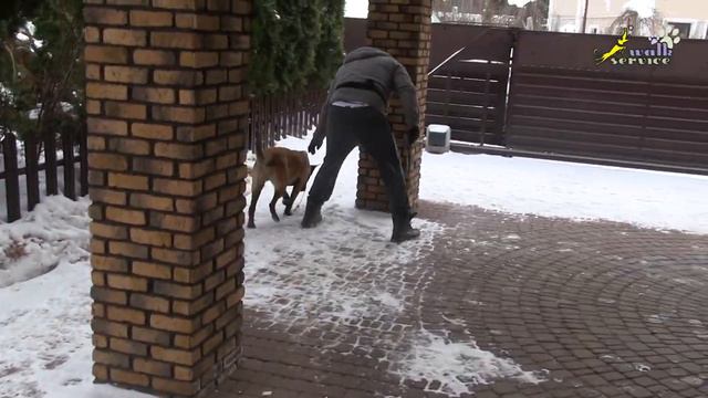 Бег по кругу, команда обход, дрессировка собаки двумя владельцами смотреть онлайн