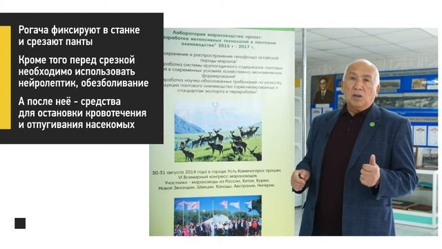 Срезка и консервация пантов маралов смотреть онлайн