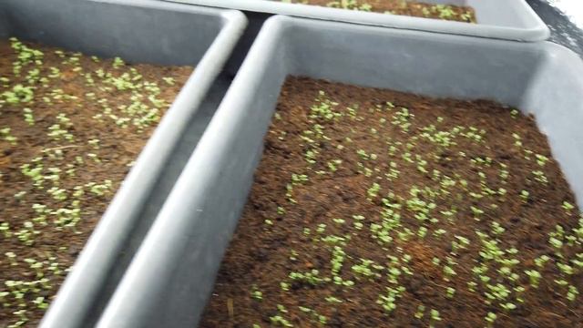 Поливайте Так! БЫСТРО и сеянцы петунии не упадут, и не заболеют. смотреть онлайн