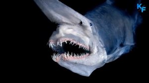 Акула-гоблин - монстр глубин. Подводное Чудище. Самая Уродливая Акула в Мире. Челюсти как у Чужого