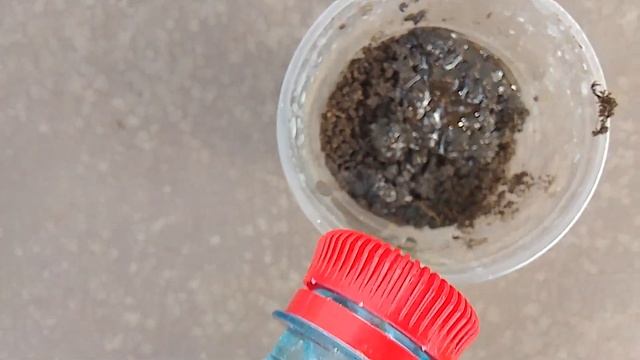 Сажаем настурцию для рассады смотреть онлайн
