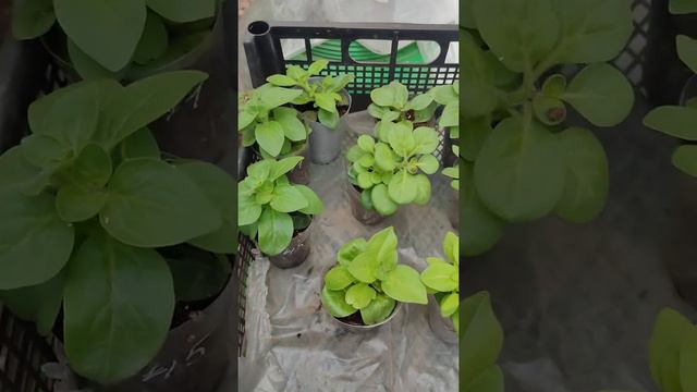 Собираю заказ, качество черенков петуний к продаже. Томилино 2022 смотреть онлайн