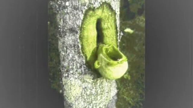 Ежовые Иглы - Восковые Фигуры смотреть онлайн