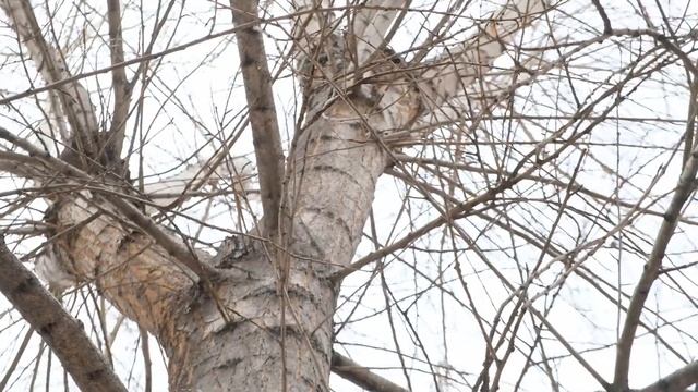 Проверка состояний зеленых насаждений на Арбате смотреть онлайн