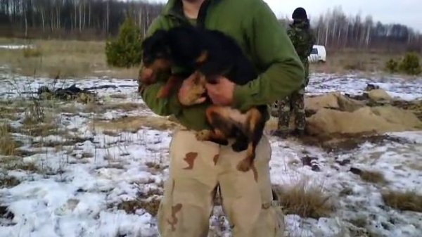 Норная охота с ягом