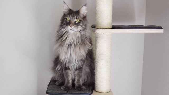 Is a Maine Coon a Good First Cat? #MaineCoon Monday 11 смотреть онлайн