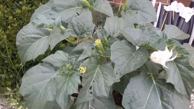 UPDATE: Dwarf Ballerina Datura Seeds From 2004