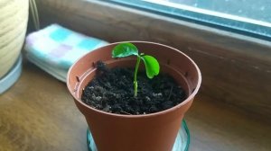 Как ухаживать за росточком мандарина или апельсина???