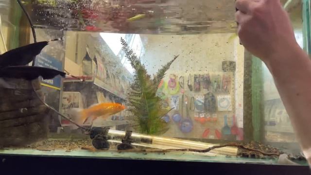 2 эффективных способа чистки стёкл аквариума | КАК БЫСТРО и ПРАКТИЧНО ПОЧИСТИТЬ СТЕНКИ АКВАРИУМА смотреть онлайн