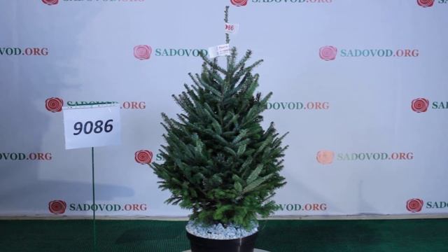 9086 Пихта Фразера в горшке 1.0 - 1.2 м. смотреть онлайн