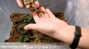 Итоги черенкования розы кордана