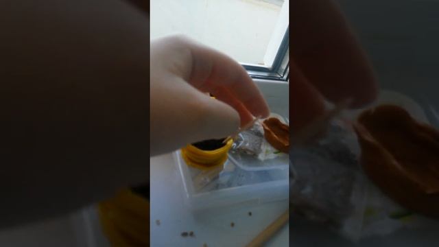 Как ухаживать за волнистым попугаем смотреть онлайн