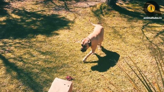 TOP 10 ILLEGAL DOG BREEDS