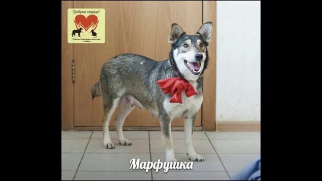 ДC | Животные ищут дом смотреть онлайн