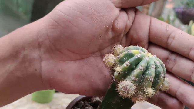CACTUS COMMON PROBLEMS AND HOW TO SOLVE IT | PLANT CARE TIPS смотреть онлайн