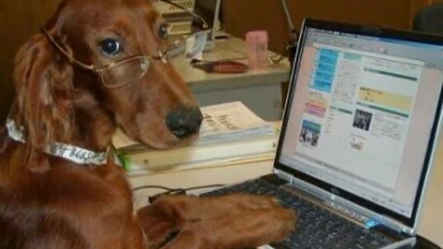 [ Sabi & Eli ] - Jedu facebook :D *DOG* смотреть онлайн