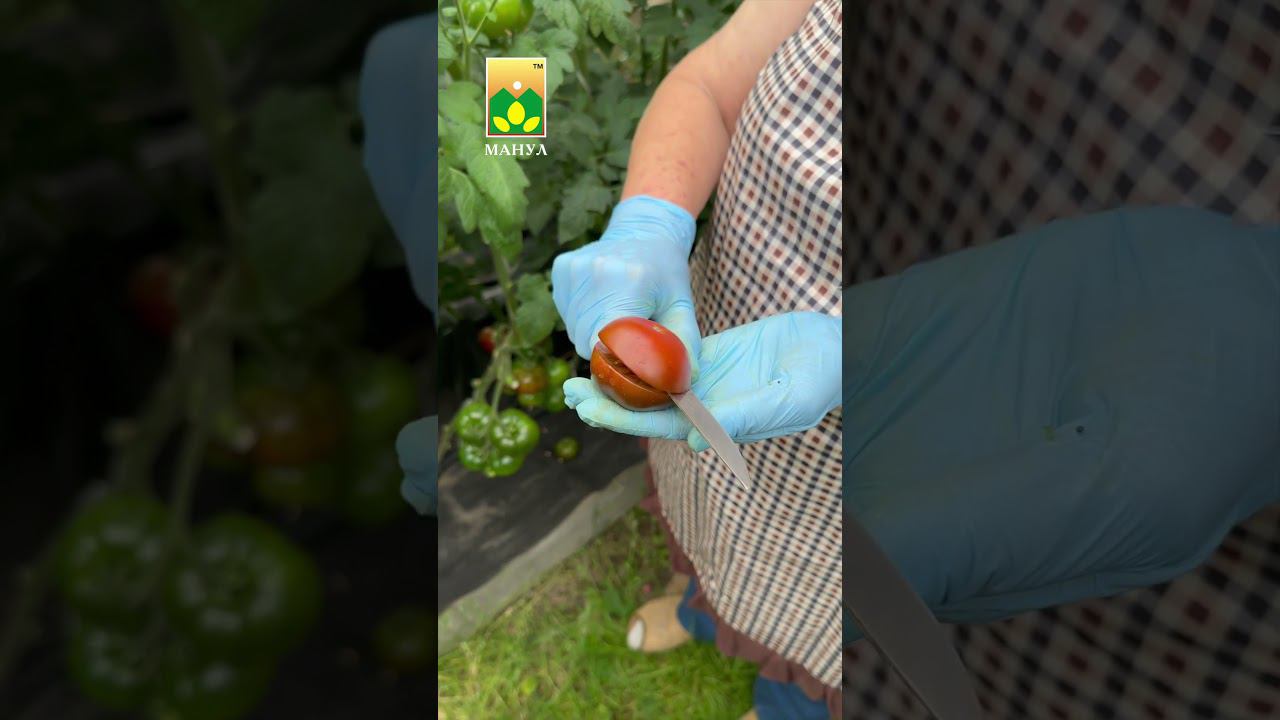 #томат Тайный игрок #агроном #советы #агрофирма #агрофирмаманул #семена #урожай #дача #огород #сад