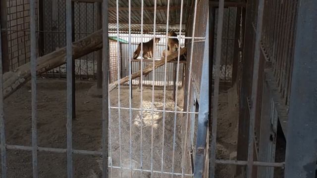 Пума. Cougars mating / Брачные игры пум смотреть онлайн