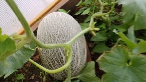 Дыня Дакаро .  Первый урожай.