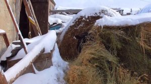 Когда нужно покрывать коров после отёла в хозяйстве Бажениты