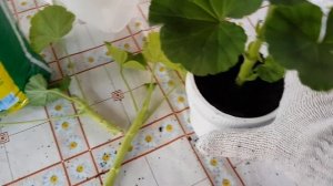 Как быстро и просто пересадить и укоренить герань.