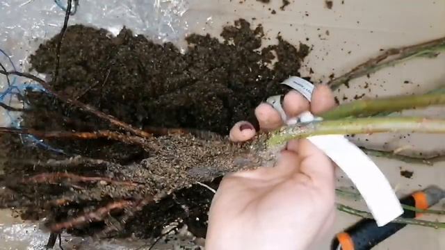 Обзор посылки с розами из питомника "Розы Вдохновения", Кущевская. ???#розы#уральскиерозы смотреть онлайн