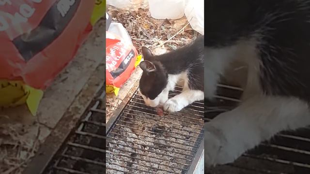 Кот лижет решетку мангала