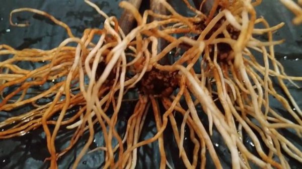 ИТОГ ТЕСТИРОВАНИЯ КОРНЕСТИМУЛЯТОРОВ СПУСТЯ 3 НЕДЕЛИ. 2020