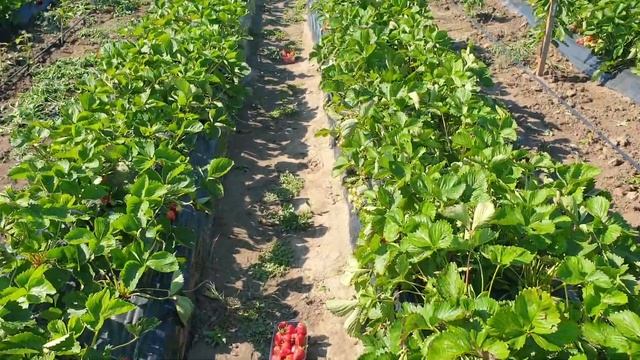 24.05.22 Сбор клубники. смотреть онлайн