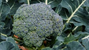 ВЫРАЩИВАНИЕ КАПУСТЫ БРОККОЛИ ТОНУС.ТАКОГО РЕЗУЛЬТАТА Я УЖ ТОЧНО НЕ ОЖИДАЛА.