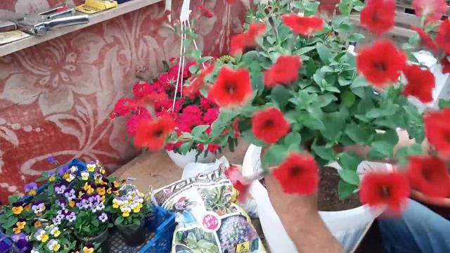 ОДНА ЛОЖКА этого Удобрения и ПЕТУНИЯ будет СКАЗОЧНО ЦВЕСТИ без подкормок для пышного цветения смотреть онлайн