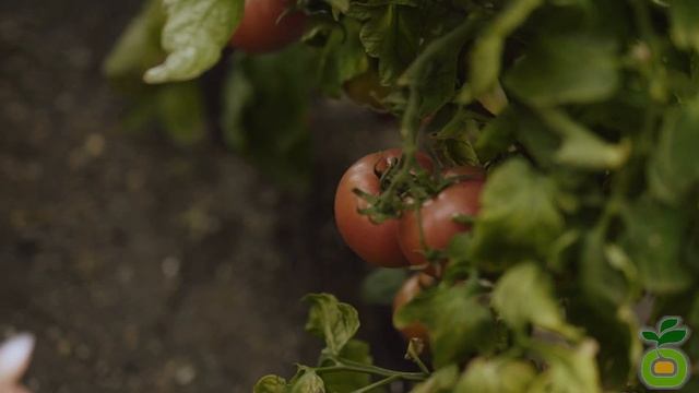 Обзор самых лучших сортов томата! Томат Малиновый звон - один из лучших сортов! #shorts смотреть онлайн