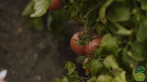 Обзор самых лучших сортов томата! Томат Малиновый звон - один из лучших сортов! #shorts