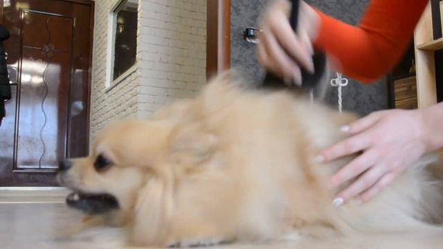 Домашний ВЛОГ: Ужасна ли линька шпица ? Расчёсывание шпица. смотреть онлайн