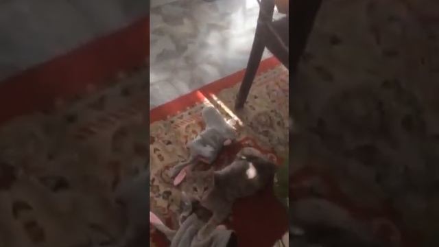 Бенгальский серый кот) Рысик смотреть онлайн