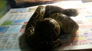 Тигровый питон атакует кролика Python molurus Tiger python attacking rabbit