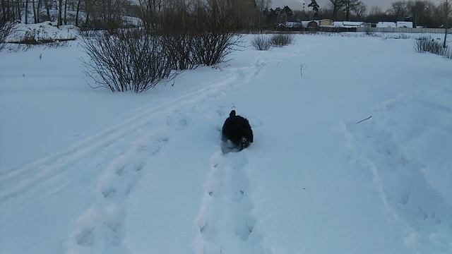 Русский чёрный терьер. По сугробам. смотреть онлайн