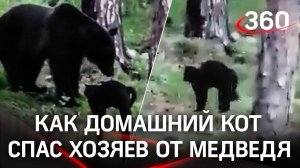 «Вася, успокойся!»: хозяева сняли, как кот прогнал медведя в тайге. Полная версия противостояния