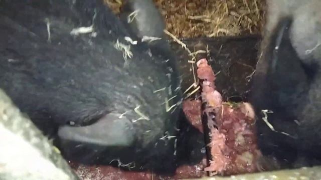 Содержание свиней зимой, отопление сарая, свиньи на помоях, как едят поросята отходы с кухни, вьетн смотреть онлайн