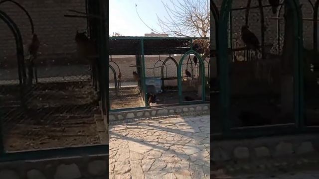 Живые птицы в Городе Мертвых Чор-Бакр. Бухара. (видео и текст - Евгений Дубровский) смотреть онлайн