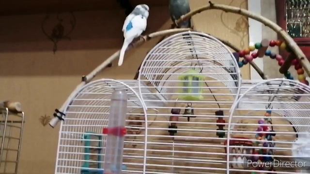 Содержание кореллы и волнистых попугаев вместе: проращивание зерна смотреть онлайн