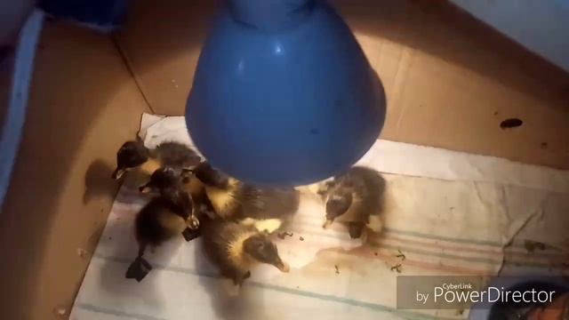 Вылупление утят!)) #муларды #утята