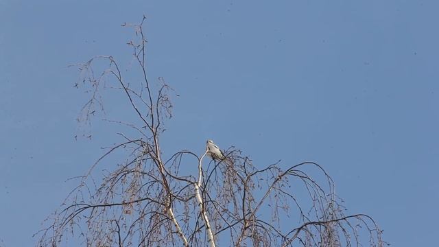 Серый сорокопут/ Gray Shrike