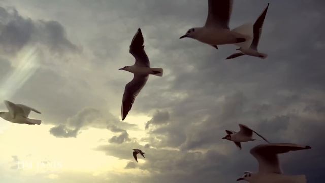 Peaceful Instrumental Music, Relaxing Nature Music 