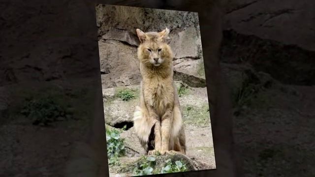 Камышовые коты, красавцы!