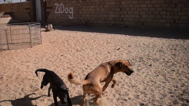 Presa Canario/ Tibetan Mastiff/ Belgian Malinois/ Pitbull/ Anatolian shepherd / African dog - test смотреть онлайн