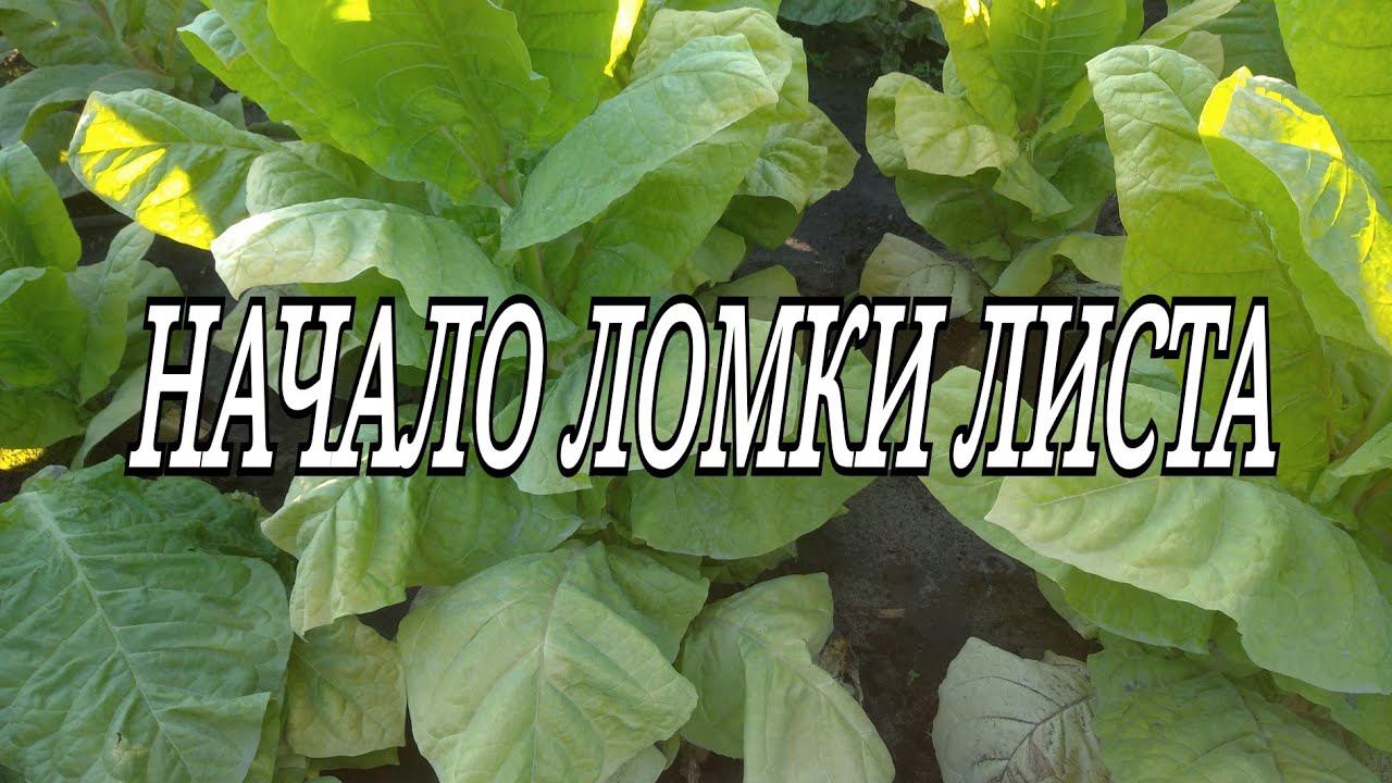 НАЧАЛО ЛОМКИ ЛИСТА смотреть онлайн