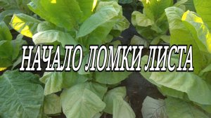 НАЧАЛО ЛОМКИ ЛИСТА