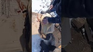 Готовим холодец из головы коровы